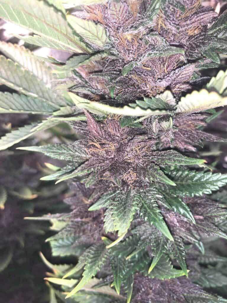 Purple Punch Fast by Canna Genetics Farm are Indica Dominant Feminized Cannabis Seeds