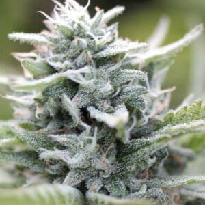 Magic Melon Auto by Humboldt Seed Company Feminized Indica Dominant Hybrid