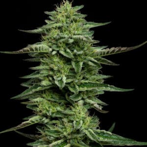 The Bling by Humbold Seed Company is a feminized photoperiod indica dominant hybrid