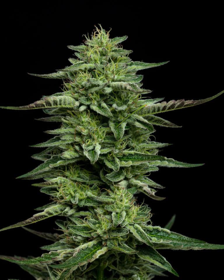 The Bling by Humbold Seed Company is a feminized photoperiod indica dominant hybrid