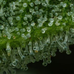 The Bling by Humboldt Seed Company is an Indica Dominant photoperiod feminized cannabis strain.