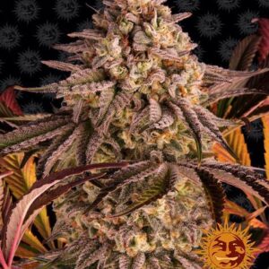 Blue Sunset Sherbert by Barneys Farm Feminized Indica Dominant Cannabis Strain