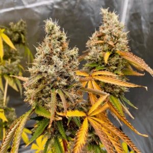 Ripped City by Annunaki Genetics