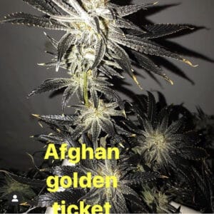 Afghan Huck by Triple Ott Organics