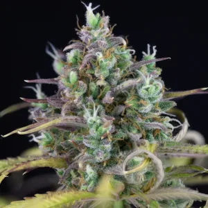 Zkittlez Indica Dominant Cannabis Strain