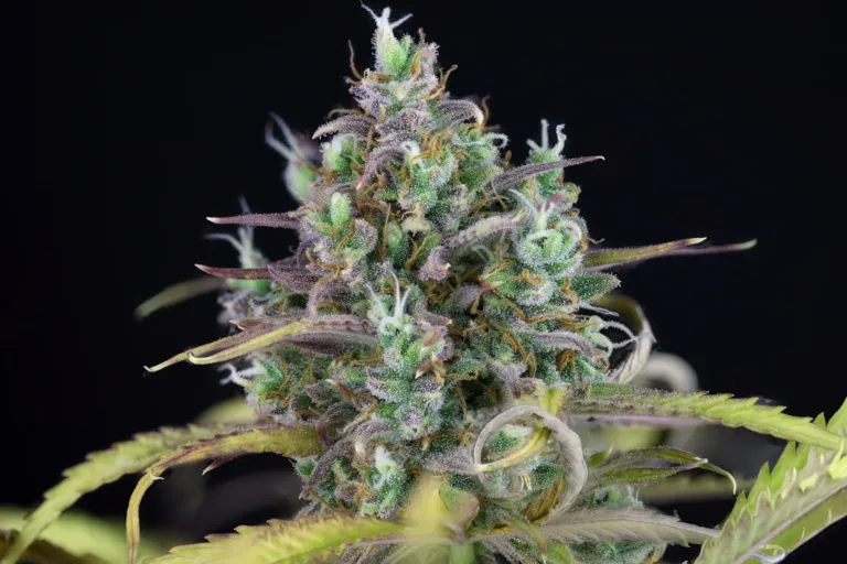 Zkittlez Indica Dominant Cannabis Strain