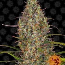 Glue gelato auto cannabis seeds by barneys farm