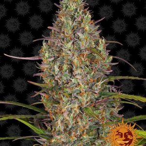 Glue Gelato Auto Cannabis Seeds by Barneys Farm