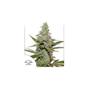 Amsterdam Amnesia Cannabis Seeds by Dutch Passion