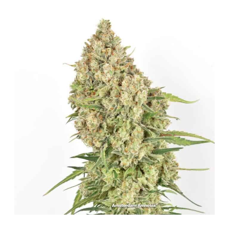 Amsterdam Amnesia Cannabis Seeds by Dutch Passion