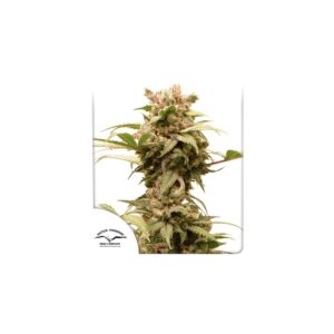 Auto CBG Force by Dutch Passion