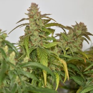 CBG Force by Dutch Passion