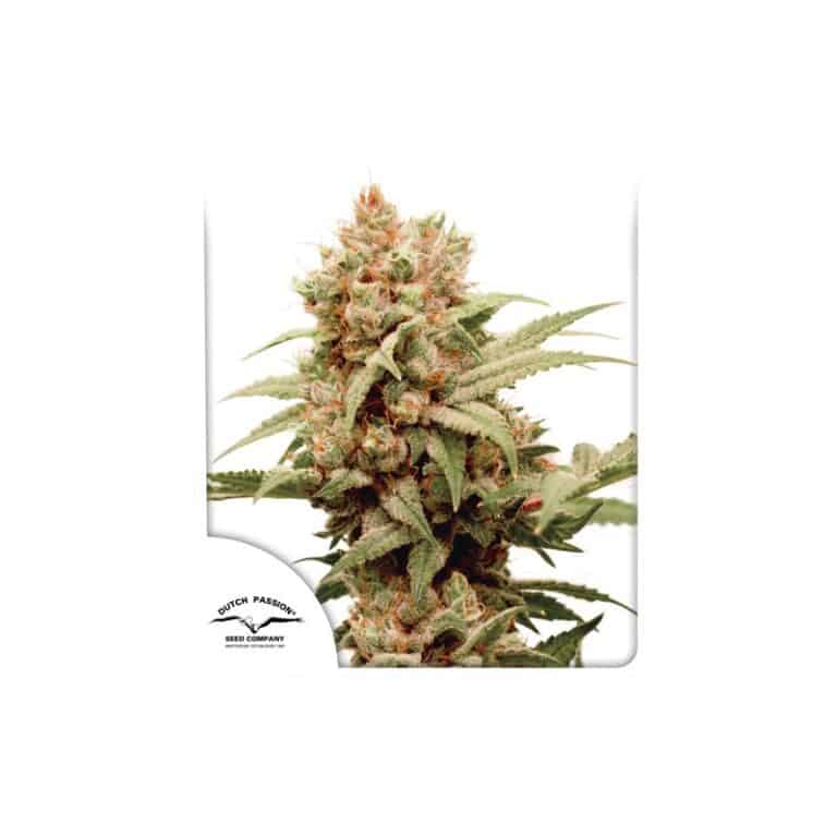 CBG Force by Dutch Passion