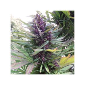 Shaman seeds by Dutch Passion