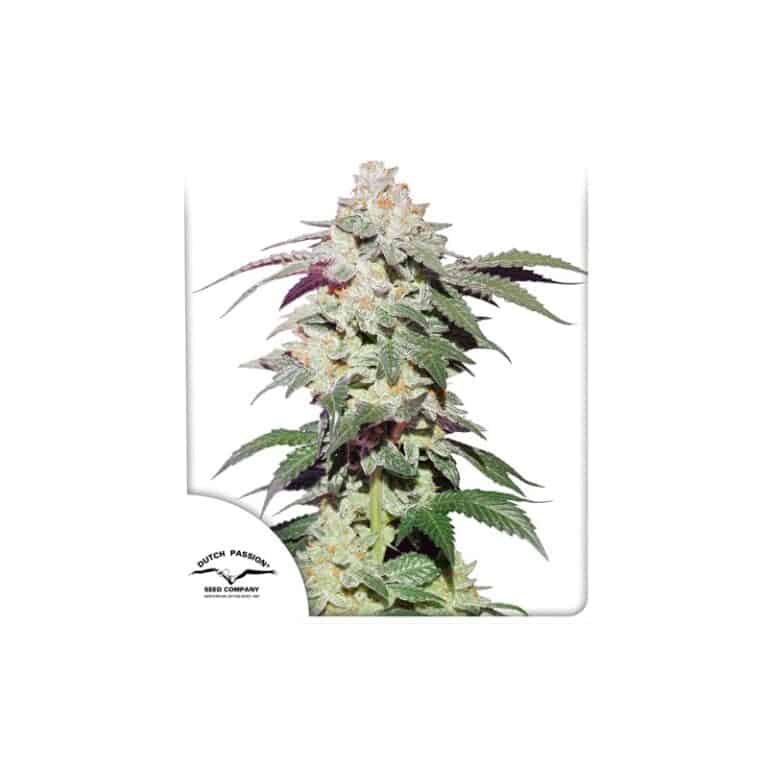 Skywalker Haze Feminized Cannabis Seeds