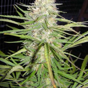 Cherry Malawi by Kingdom Organic Seeds