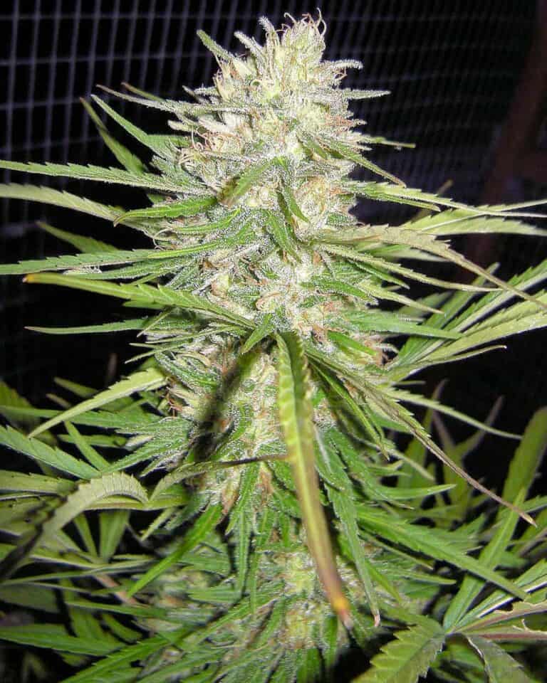 Cherry Malawi by Kingdom Organic Seeds