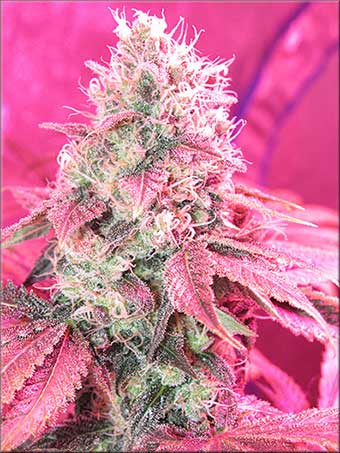 Fat Tuesday by Kingdom Organic Seeds