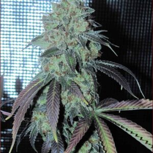 Coma Cluster by Kingdom Organic Seeds