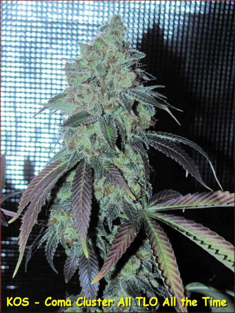 Coma Cluster by Kingdom Organic Seeds