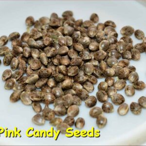 Pink Candy Regular Cannabis Seeds by KOS