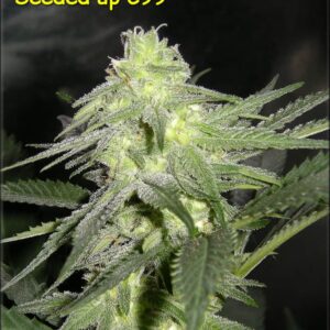 Cinderella 99 by Kingdom Organic Seeds