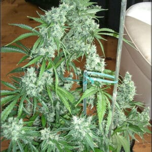 Black Forrest by Kingdom Organic Seeds Mother of Black Skunk