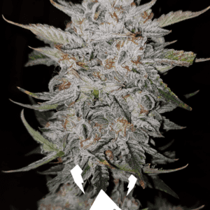 Forum Stomper by Mephisto Genetics