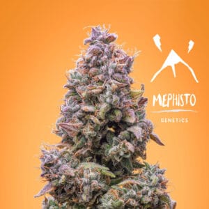 Mango Smile by Mephisto Genetics