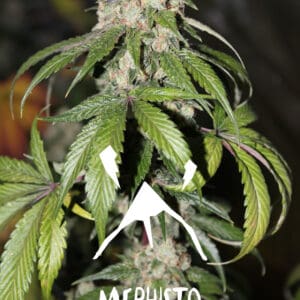 Samsquanch OG by Mephisto Genetics