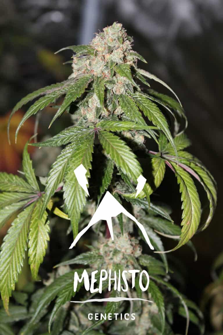 Samsquanch OG by Mephisto Genetics