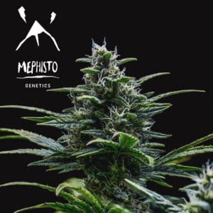 Skywalker by Mephisto Genetics