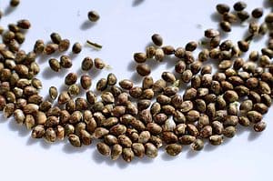 cannabis seeds