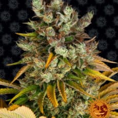 Gmo by barneys farm