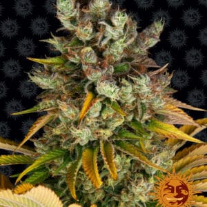 GMO by Barneys Farm