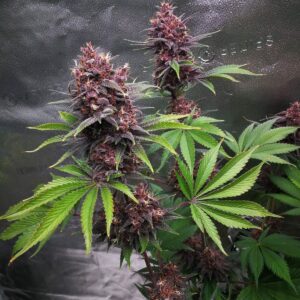 Purple Lemonade Fast Flowering by Fast Buds