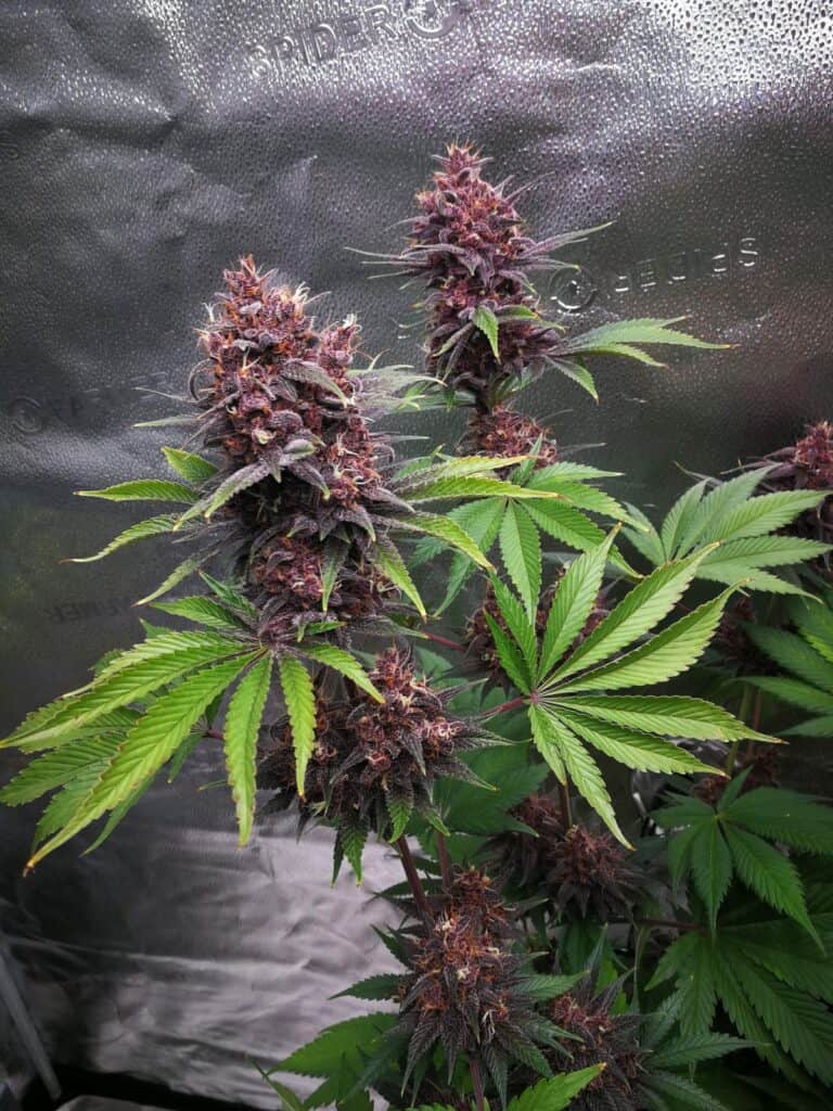 Purple Lemonade Fast Flowering by Fast Buds