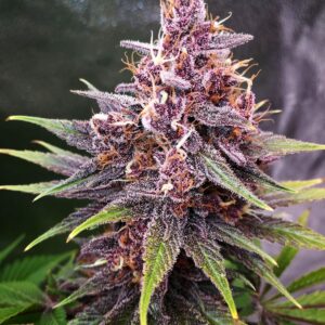 Purple Lemonade Fast by Fast Buds