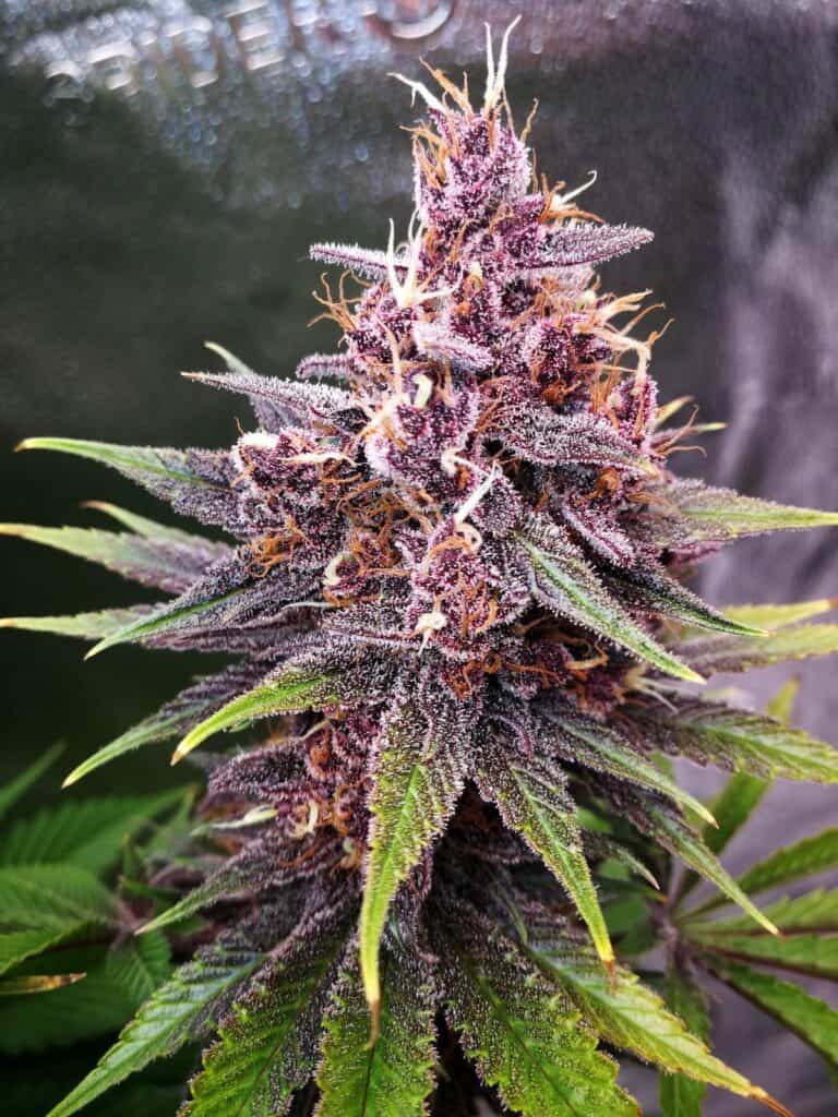 Purple Lemonade Fast by Fast Buds