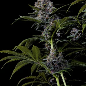 Purple Lemonade Fast Flowering by Fast Buds