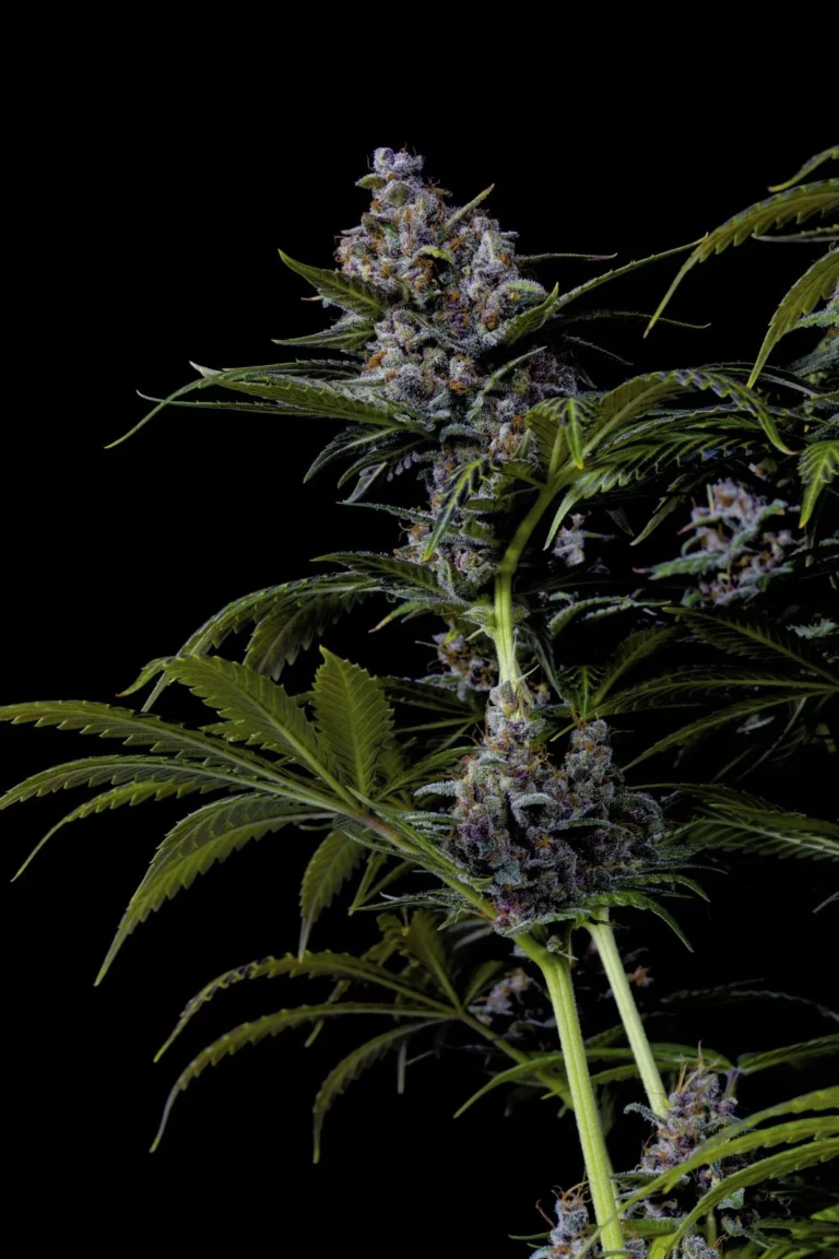 Purple Lemonade Fast Flowering by Fast Buds