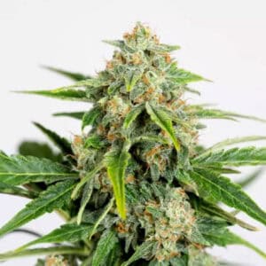 Amnesia CBD Pure by HSO