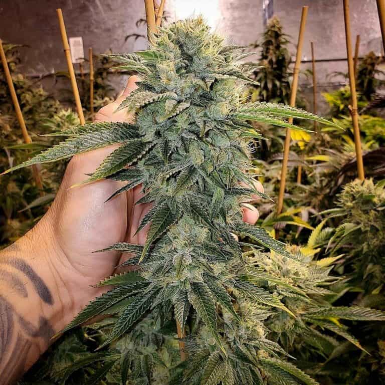 Geist OG Fast by Humboldt Seed Organization