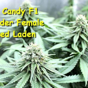 Pink Candy Regular Cannabis Seeds by KOS