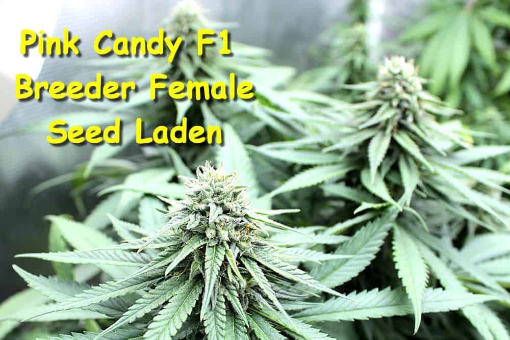 Pink Candy Regular Cannabis Seeds by KOS