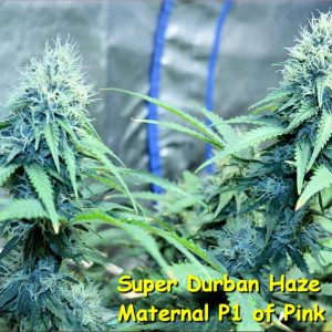 Pink Candy Regular Cannabis Seeds by KOS