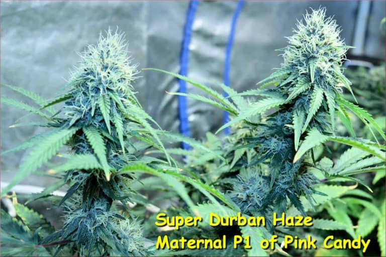 Pink Candy Regular Cannabis Seeds by KOS