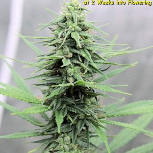 Pink Widow Regular Seeds by Kingdom Organic Seeds