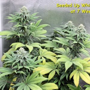 Pink Widow Regular Seeds by Kingdom Organic Seeds