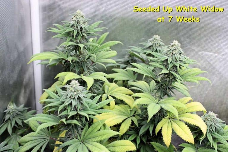 Pink Widow Regular Seeds by Kingdom Organic Seeds